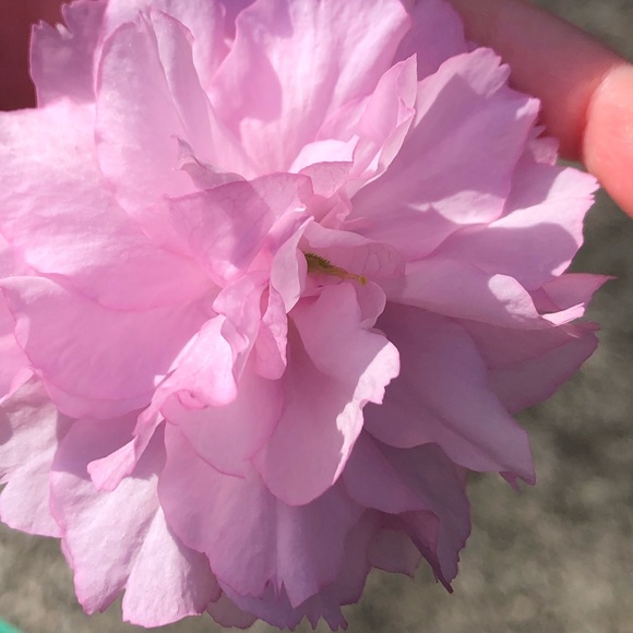 Meet your Posher, Allison - Picture 1 of 1